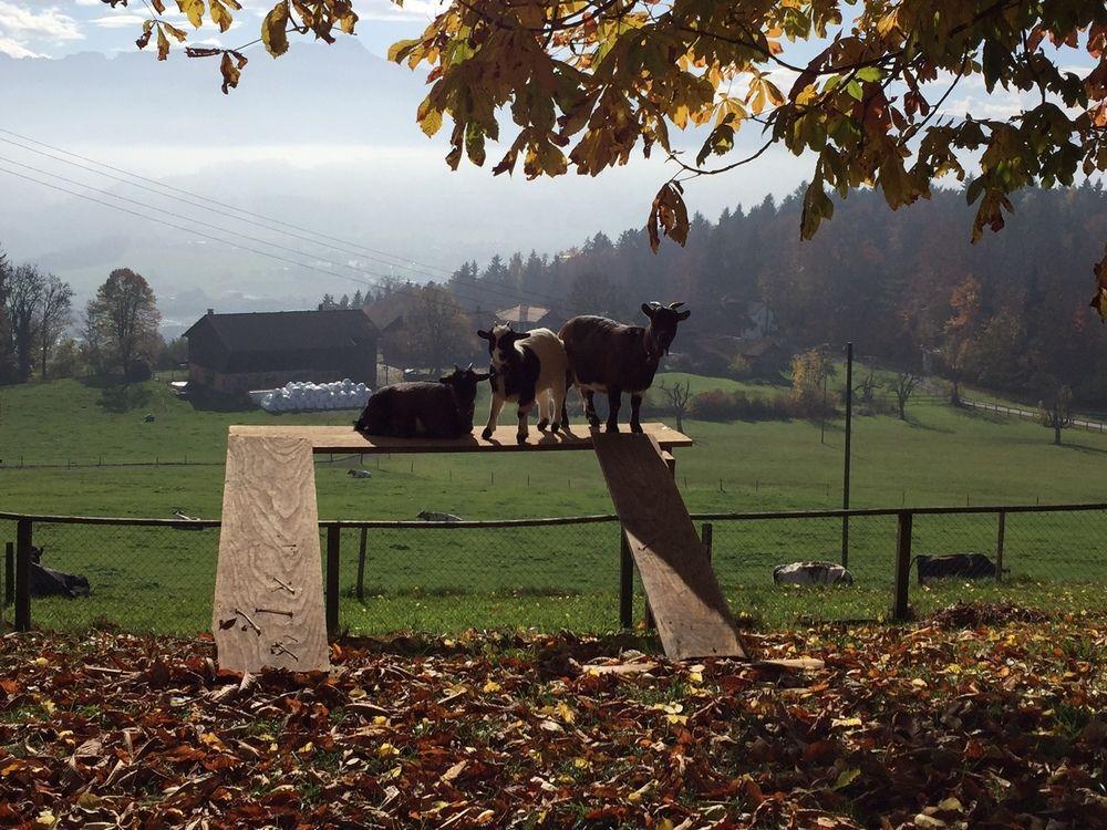 Landgasthof Santisblick Hotel Abtwil Zewnętrze zdjęcie